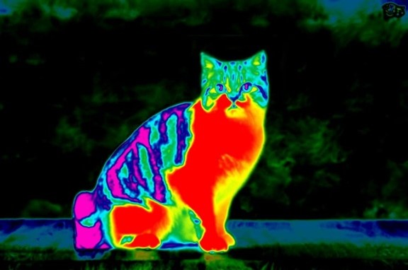 cat scan